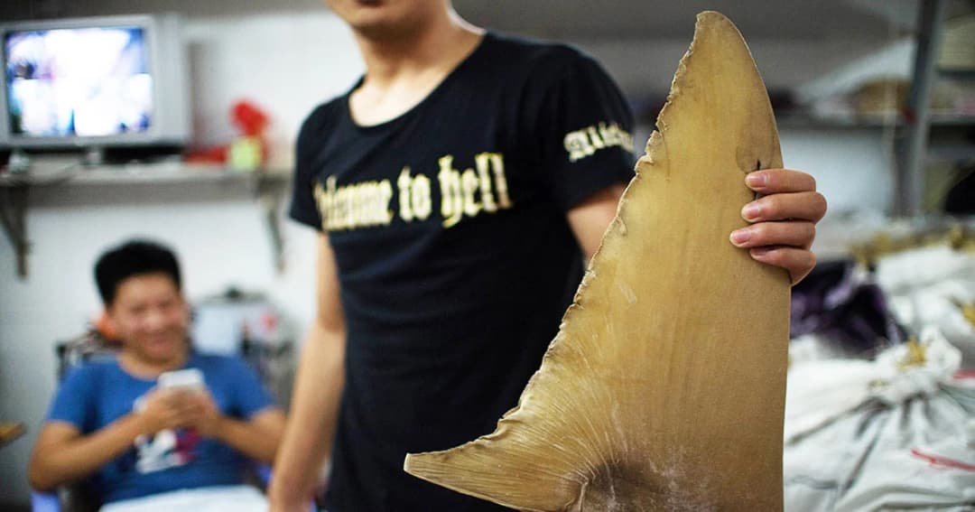 แคนาดาเป็นชาติแรกในกลุ่ม G-20 ที่ออกกฎหมายแบนหูฉลาม