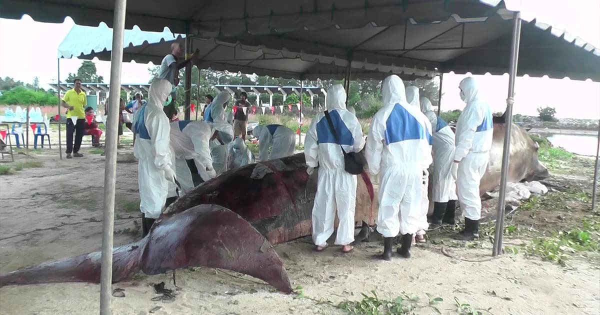 ทช.สุราษฎร์ธานีตั้งรางวัลนำจับ 5 หมื่นบาท มือดีทำวาฬบรูด้าตาย