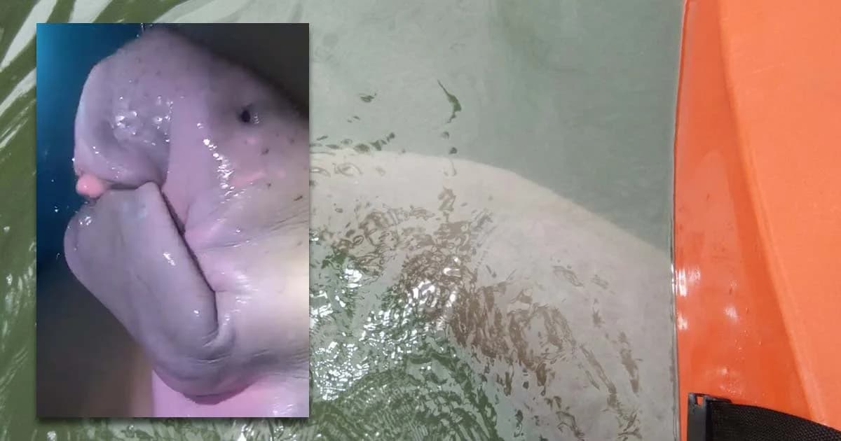 สงสาร “มาเรียม” ดูดครีบ-น้ำหนักต่ำกว่าเกณฑ์ เตรียมเพิ่มเวลาป้อนนมตอนกลางคืน