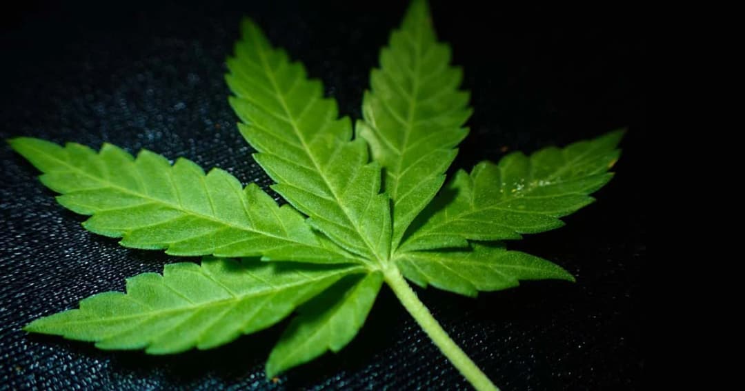 อธิบดีกรมการแพทย์แผนไทยฯ เผย เตรียมผลิตยาแผนโบราณ 16 ตำรับ มีส่วนผสมกัญชา