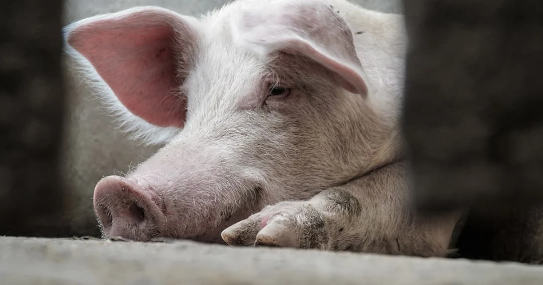 กรมปศุสัตว์ ห้ามนำเข้าหมูจากลาว 90 วัน ป้องกันอหิวาต์หมูระบาด