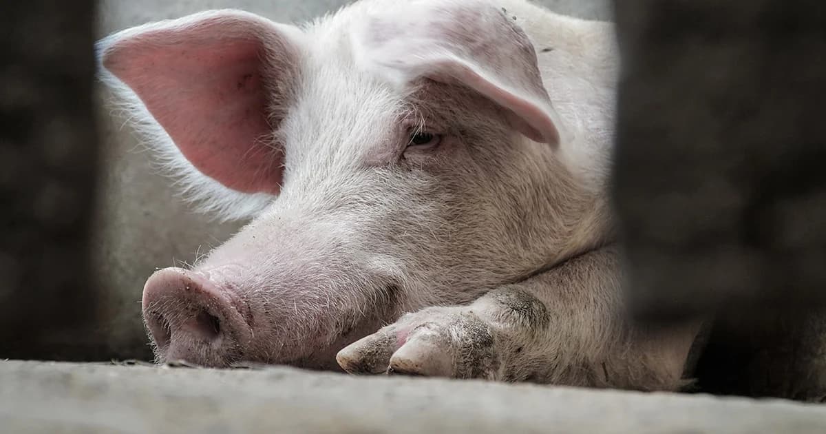 กรมปศุสัตว์ ห้ามนำเข้าหมูจากลาว 90 วัน ป้องกันอหิวาต์หมูระบาด