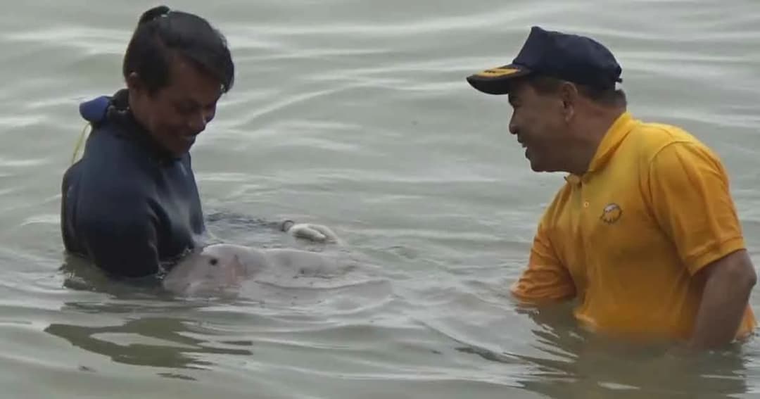 พะยูนน้อย “มาเรียม” อยู่เป็น อ้อนผู้ว่าฯ ตรัง จนไม่อยากขึ้นจากน้ำ