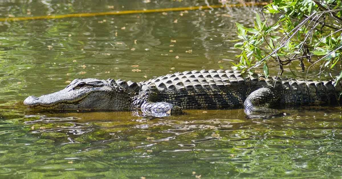 ผู้เชี่ยวชาญชี้ “สภาวะโลกร้อน” ต้นเหตุ “จระเข้ปะทะมนุษย์” เพิ่มขึ้น