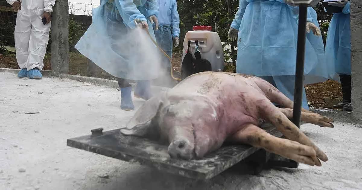 เวียดนามเล็งผลิตเนื้อวัว ทดแทนเนื้อหมู หลังโรคอหิวาต์แอฟริการะบาดหนักในหมู