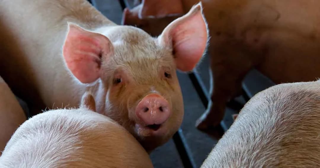 กรมควบคุมโรคย้ำ! “อหิวาต์หมู” ไม่ติดต่อสู่คน แนะยึดหลัก สุก ร้อน สะอาด