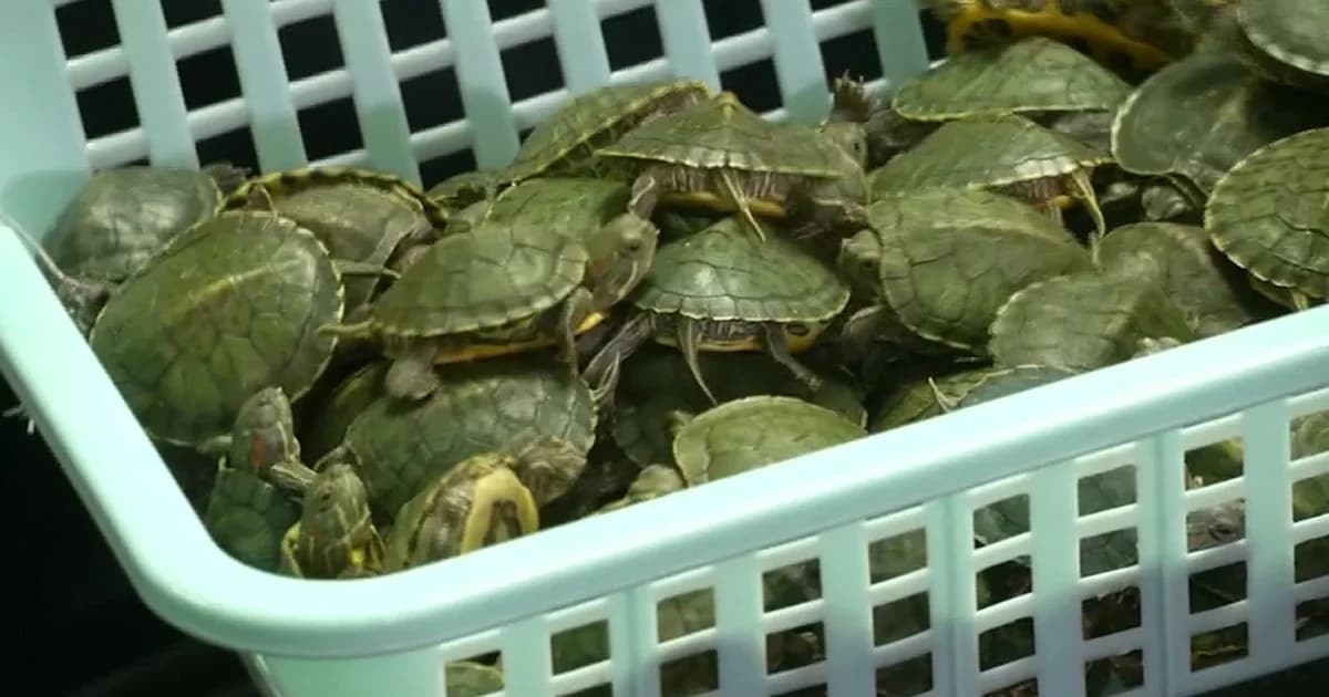 เจ้าหน้าที่มาเลเซียรวบหนุ่มอินเดียลอบขนเต่า 5000 ตัว เข้าประเทศ