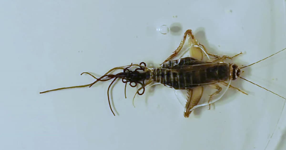 เจอพยาธิ 12 นิ้วโผล่จากก้นจิ้งหรีด สัตวแพทย์แนะกินได้แต่ต้องสุก