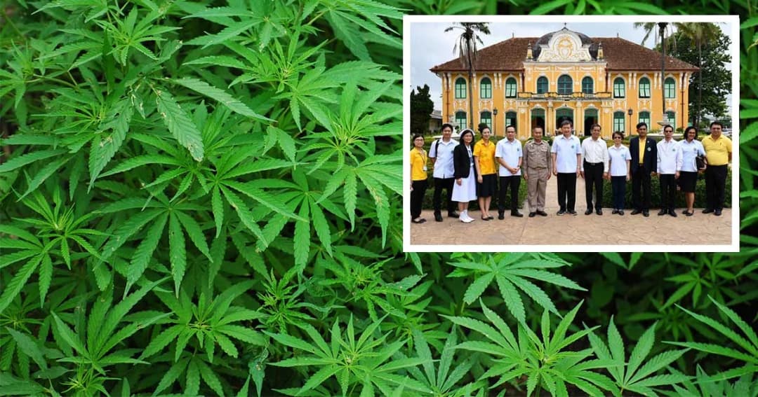 “อภัยภูเบศร โมเดล” ต้นแบบการใช้กัญชาทางการแพทย์ เน้นมาตรฐาน ความปลอดภัย