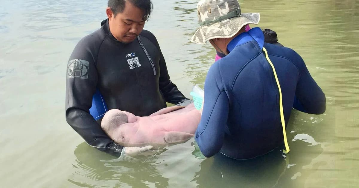 พะยูนน้อยมาเรียม แข็งแรง ปรับตัวได้ดี ว่ายน้ำตามกระแสน้ำเองได้