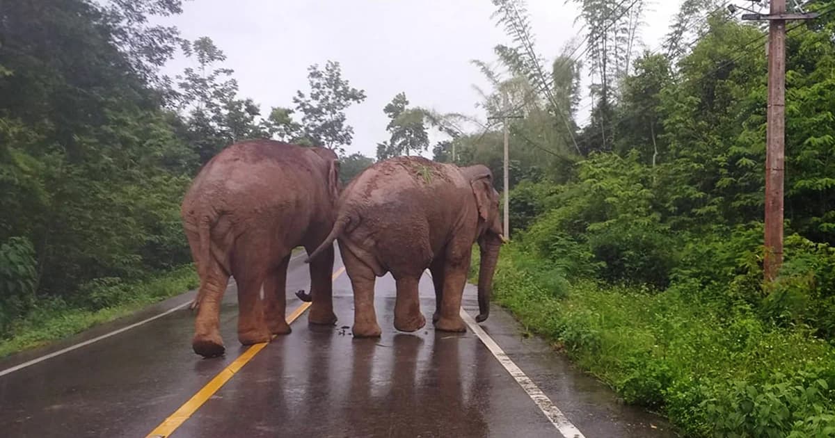 สบายอารมณ์! ช้างป่าแก่งกระจานเดินโชว์ตัวเต็มถนนป่าละอู