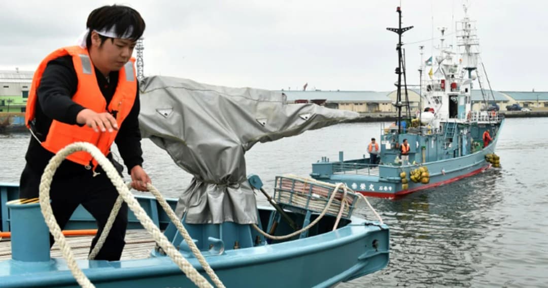 เรือประมงญี่ปุ่นออกล่าวาฬครั้งแรกในรอบ 30 ปี