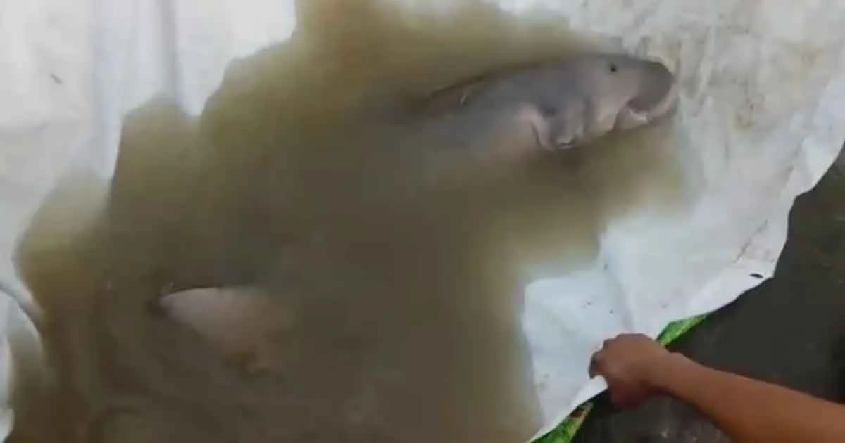 เพื่อนใหม่ “มาเรียม” พบลูกพะยูนอีกตัว พลัดหลงฝูง เกยตื้นที่กระบี่