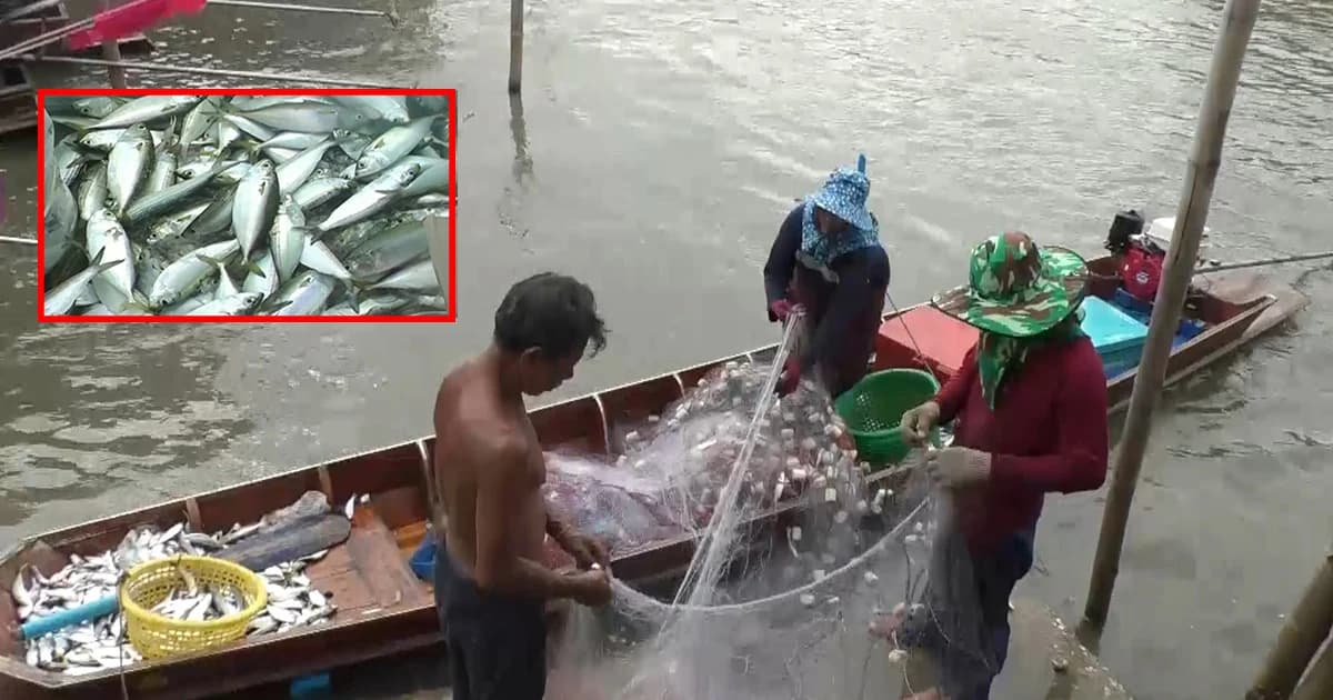 ประมงแม่กลองร้อง ครึ่งปีผ่านไปแทบไม่เจอปลาทู