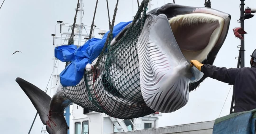 ญี่ปุ่น เปิดล่าวาฬเชิงพาณิชย์ครั้งแรกในรอบ 31 ปี