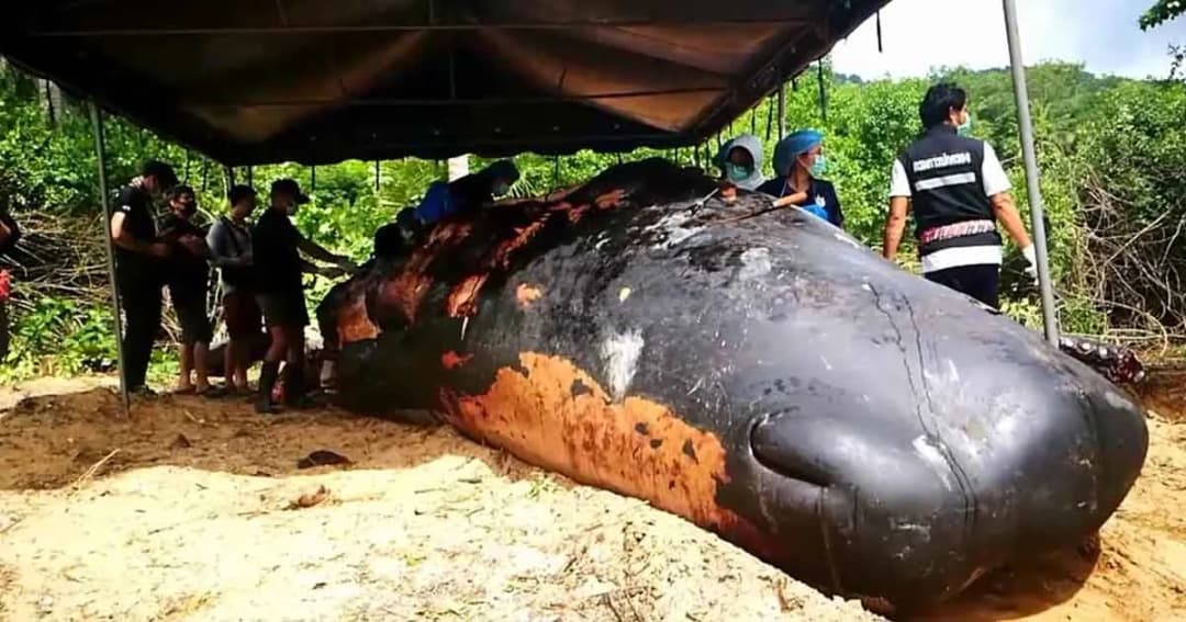 ผ่าพิสูจน์ซาก “วาฬหัวทุย” ลอยตายกลางทะเลกระบี่ พบถูกตัดกราม