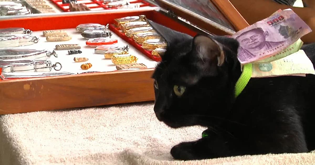 อุ้มแมวเปิดแผงพระ คนถูกใจขอซื้อแมว 1 แสนบาท