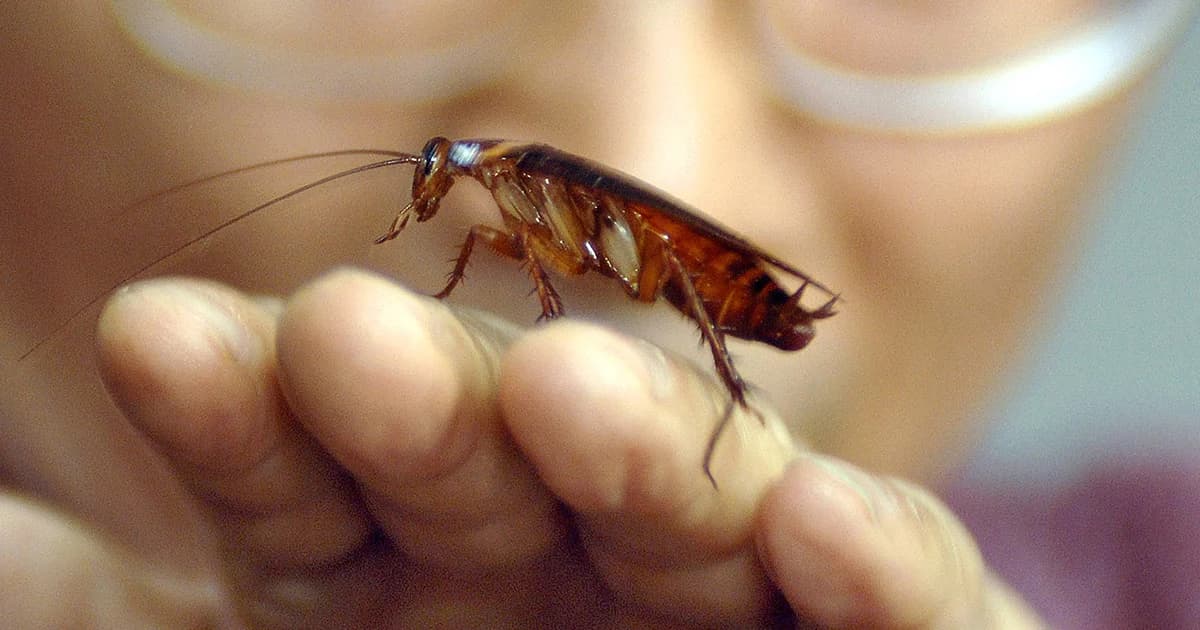 วิจัยสหรัฐฯ พบ แมลงสาบทนยาฆ่าแมลงหลายชนิดพร้อมกันได้ รุ่นลูกแกร่งกว่าพ่อแม่ 4-6 เท่า