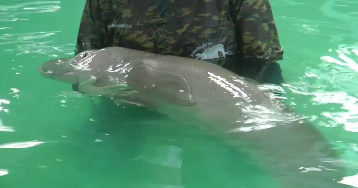 อธิบดี ทช. ชวนตั้งชื่อ “ลูกพะยูนน้อยตัวใหม่” วัย 3 เดือน เกยตื้นที่กระบี่