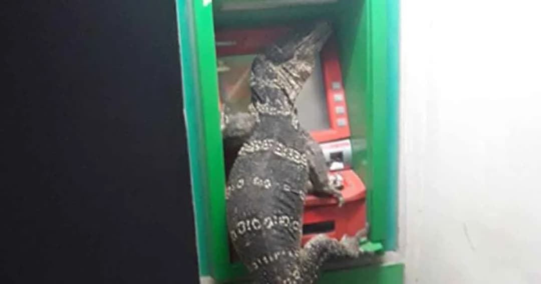 หนุ่มผงะ! เจอ “ตัวเงินตัวทอง” เจ้าถิ่นเกาะตู้เอทีเอ็ม ขณะรอกดเงิน