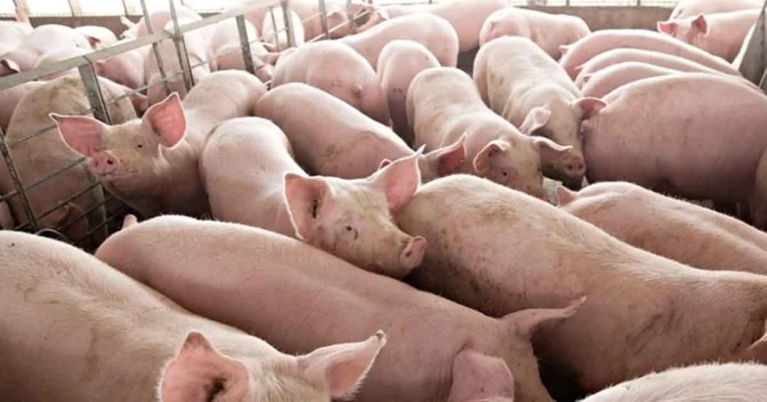 จีนเพิ่มมาตรการคุมเข้ม “โรคอหิวาต์แอฟริกาในสุกร”