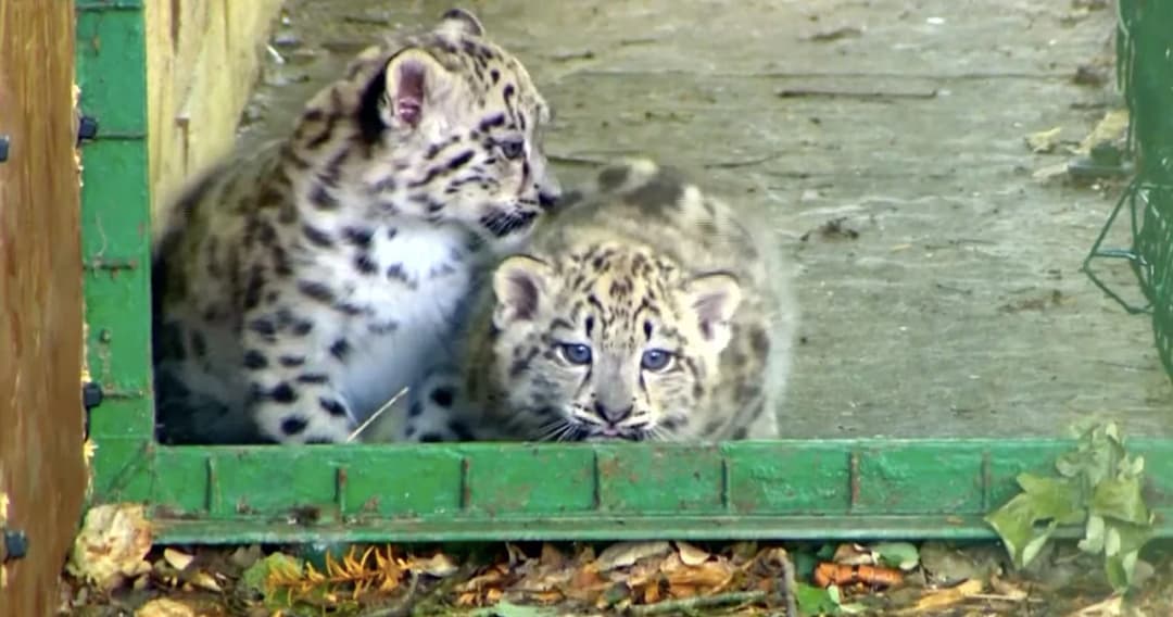 เผยโฉมลูกเสือดาวหิมะในศูนย์อนุรักษ์เสืออังกฤษ