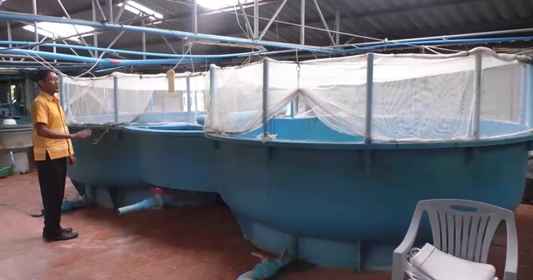 เตรียมพร้อมเพาะพันธุ์ปลาทูให้อยู่คู่ทะเลไทย