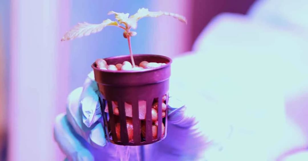 สธ.เตรียมแจกน้ำมันกัญชาล็อตแรกสิงหาคมนี้