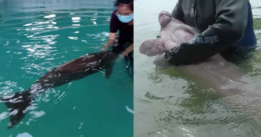 เจ้าฟ้าหญิงสิริวัณณวรีฯ พระราชทานชื่อลูกพะยูนตัวล่าสุด “ยามีล”