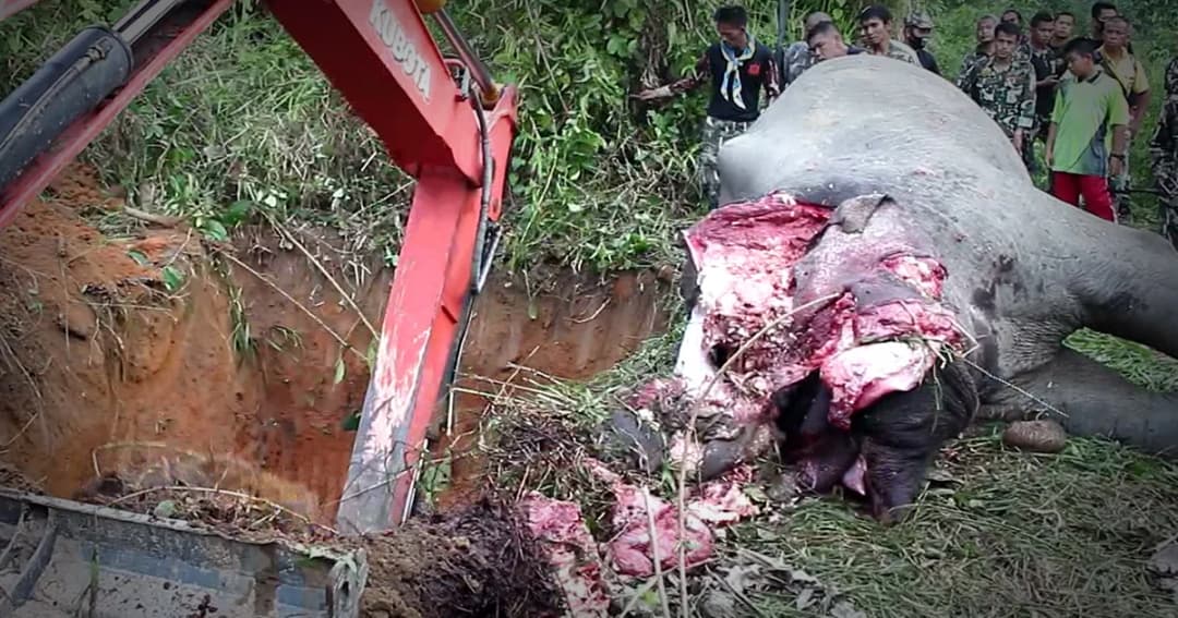 ลอบยิงช้างพลายป่าฮาลาบาลา จ.นราธิวาส อายุ 20 ปี ตัดงาทั้ง 2 ข้างหนีลอยนวล