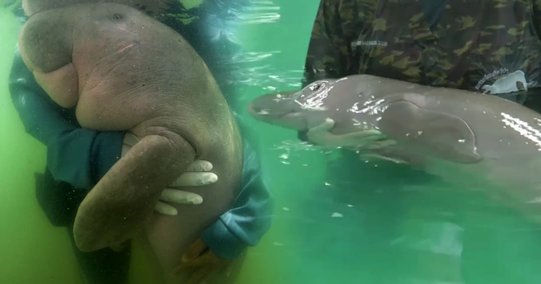 เริ่มวันนี้! ถ่ายทอดสดชีวิตพะยูนน้อย “มาเรียม-ยามีล” ตลอด 24 ชม. ผ่านกล้อง 8 ตัว