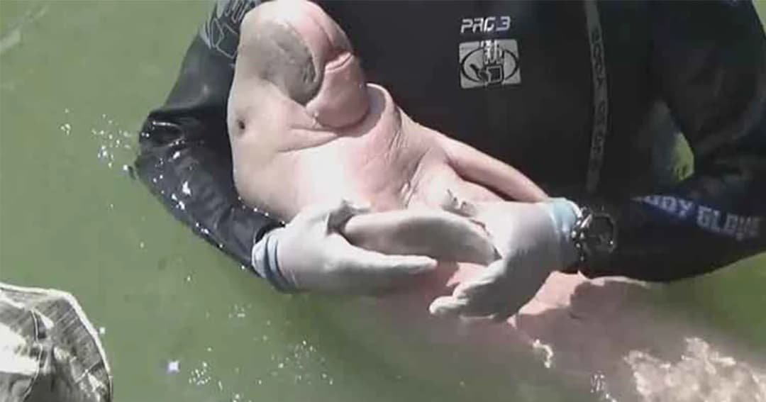 เร่งป้อนนม และหญ้าทะเลให้ “มาเรียม” ลดปัญหาหิวนม ดูดครีบกลางคืน