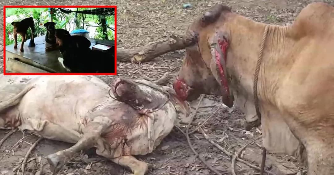 ร้องทุกข์ วัวแม่พันธุ์ถูกพิทบูลรุมกัดตาย ลูกวัวสาหัส