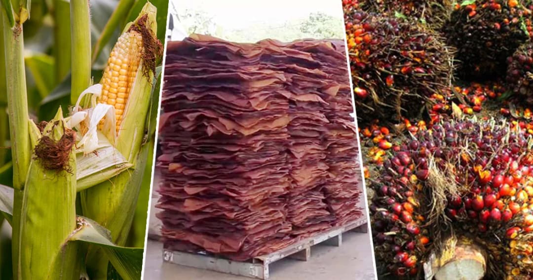 ธ.ก.ส.คาดราคาข้าวโพด-ยางพารา-ปาล์ม แนวโน้มสูงขึ้น ส่วนข้าวเปลือกปรับลดลง