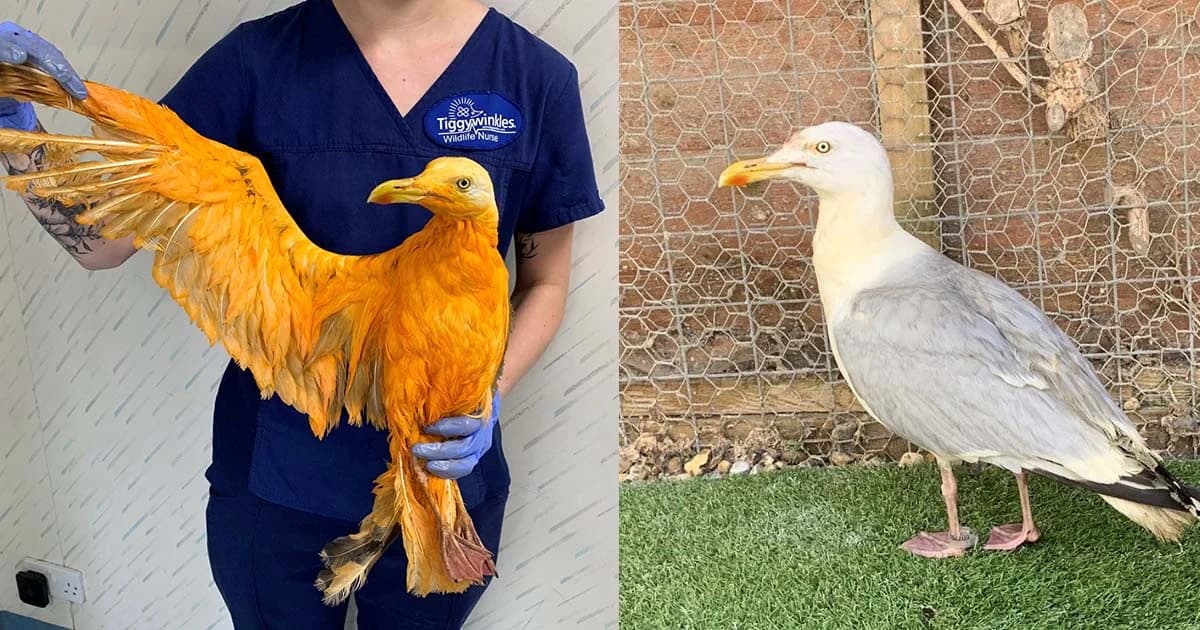 “นกนางนวล” สีเหลืองประหลาด ที่แท้ตกหม้อแกงกะหรี่