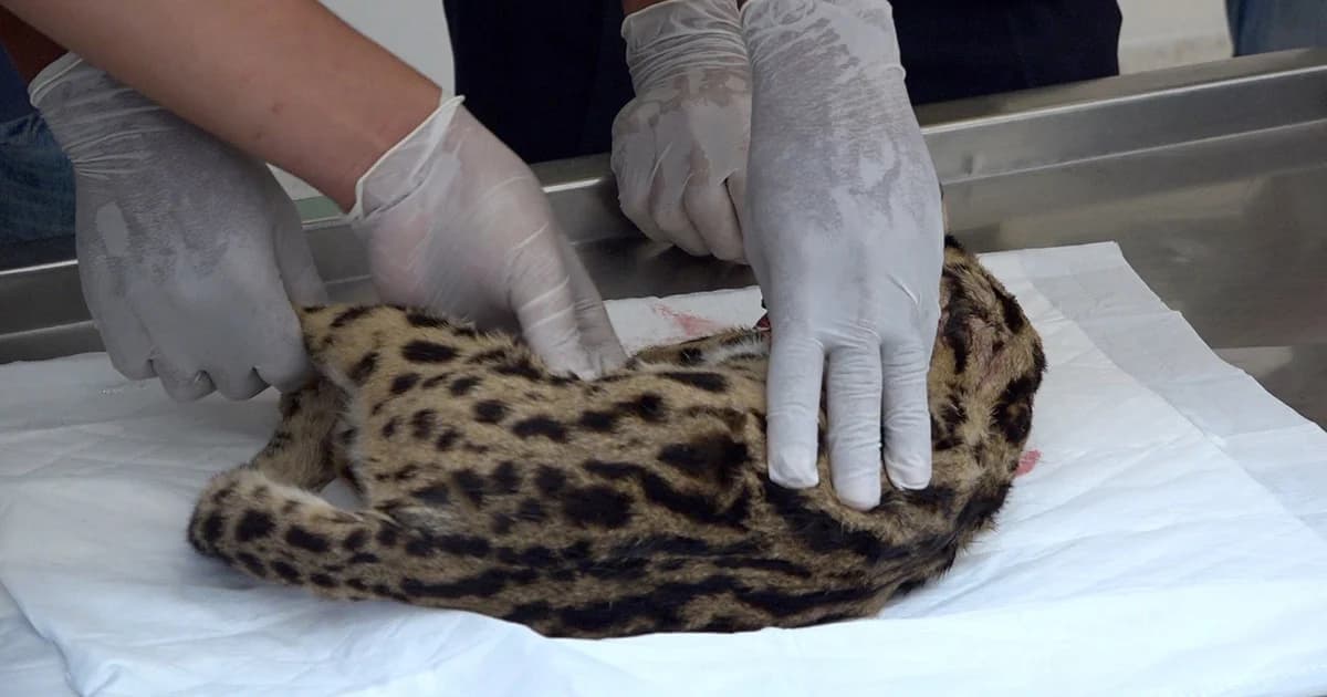 ผอ.ส่วนอนุรักษ์สัตว์ป่าฯ ยืนยัน แมวดาวเพศเมีย อายุ 5 ปี ถูกรถชนในมหาวิทยาลัยขอนแก่น