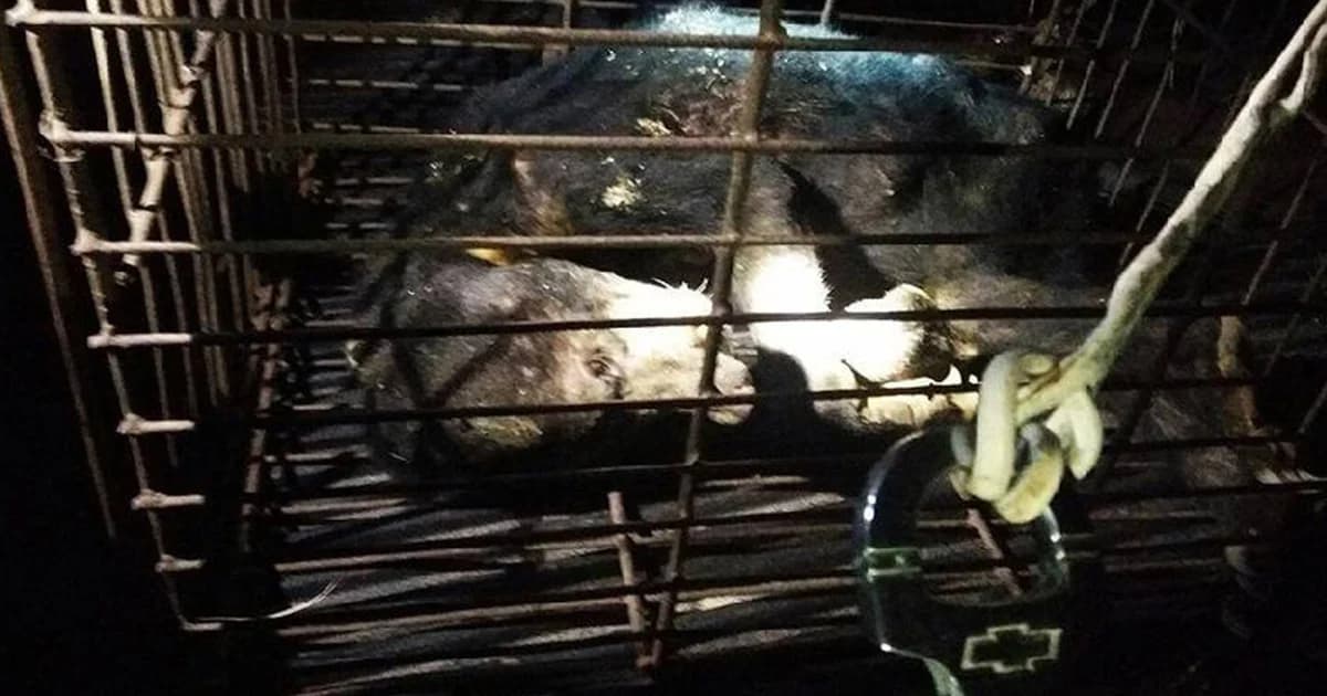 สุดยื้อ! ทีมสัตวแพทย์ระดมกำลังช่วย ‘หมีหมา’ ถูกยิงกลางป่าสุราษฎร์สุดท้ายไม่รอด