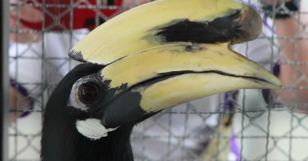 นกเงือกหลงเมืองพิษณุโลก คาดมีผู้ลักลอบเลี้ยงสัตว์สงวน