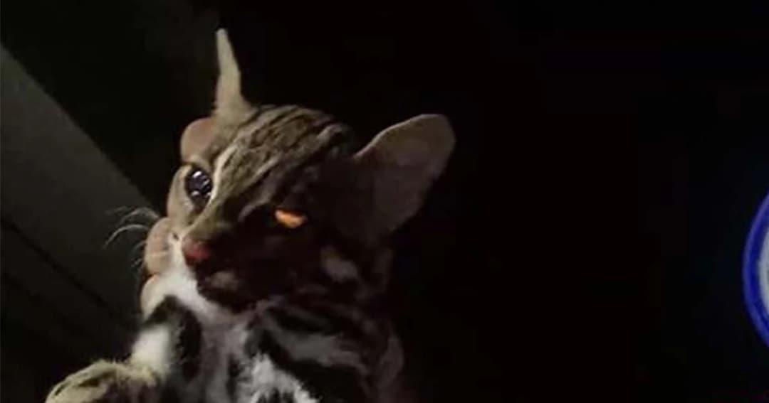 กองทัพภาคที่ 3 สั่งปลด “ทหารยิงแมวดาว” ให้ครอบครัวย้ายออกจากบ้านพัก ภายใน 7 วัน