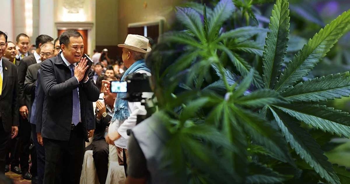 นโยบายรัฐบาล! อนุทิน เตรียมอบรม อสม. นำร่องปลูกกัญชา