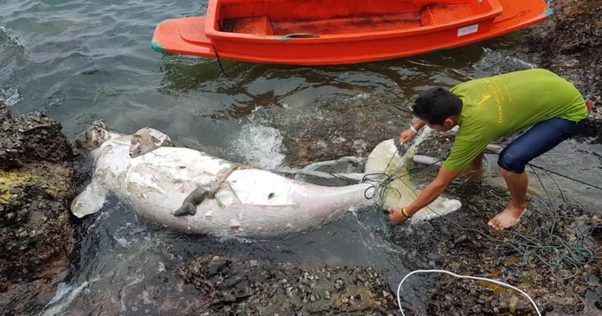 เศร้า พบพะยูนตายอีก 1 ตัว ที่เกาะลันตา ยังไม่ทราบสาเหตุ