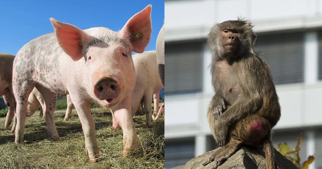 สตาร์ทอัพสหรัฐฯ ผ่าตัดอวัยวะหมูทดลองใส่ในลิง หวังแก้ปัญหาขาดแคลนอวัยวะในมนุษย์
