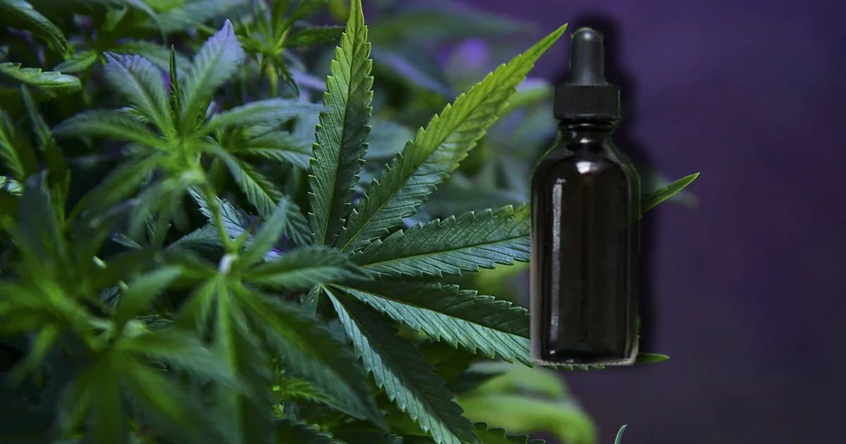 องค์การเภสัชกรรม เตรียมแจกน้ำมันกัญชาหยดใต้ลิ้น 10,000 ขวด ปลายเดือน ก.ค.นี้