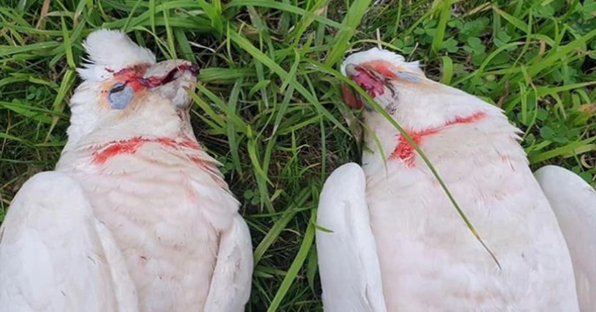 พบนกกระตั้วหลายสิบตัว ร่วงตายเกลื่อนใกล้โรงเรียนในออสเตรเลีย