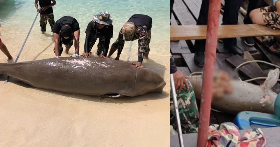 สลดรายวัน! เร่งผ่าพิสูจน์ซากพะยูน พบลอยตายอีก 2 ตัว ทะเลอันดามัน “ตรัง-กระบี่”