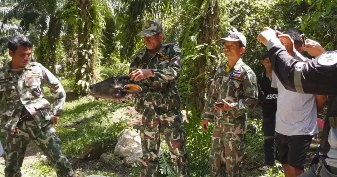 อุทยานฯ แจ้งเอาผิดมือยิง “เลียงผา” เขาพลูชุมพร หลังพบตัดหัวเเยกชิ้นส่วน