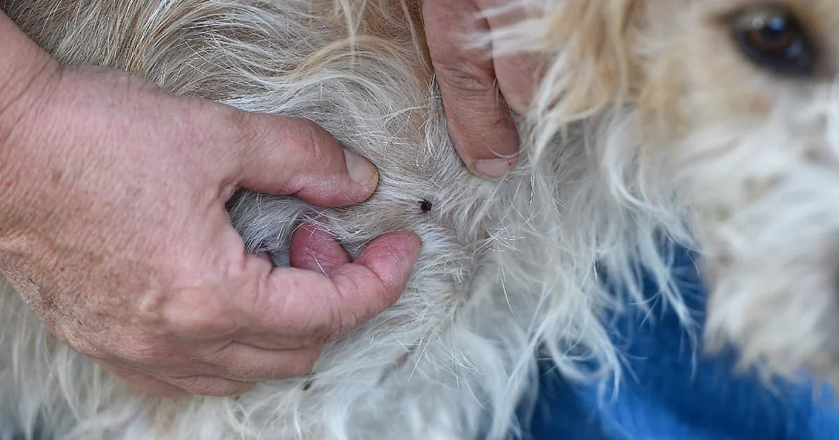 รู้จัก “โรคลายม์” ติดต่อผ่าน “เห็บ” จากสัตว์สู่คน หลังพบป่วยรายแรกความจำเสื่อม