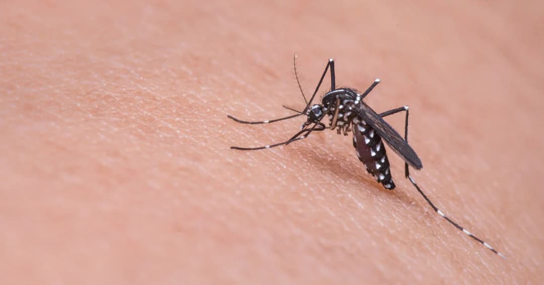 ไข้เลือดออกชะลอตัว กรมควบคุมโรคย้ำเร่งกำจัดแหล่งเพาะพันธุ์ยุงลาย