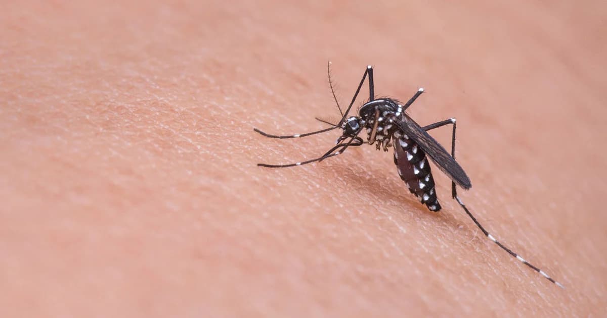 ไข้เลือดออกชะลอตัว กรมควบคุมโรคย้ำเร่งกำจัดแหล่งเพาะพันธุ์ยุงลาย