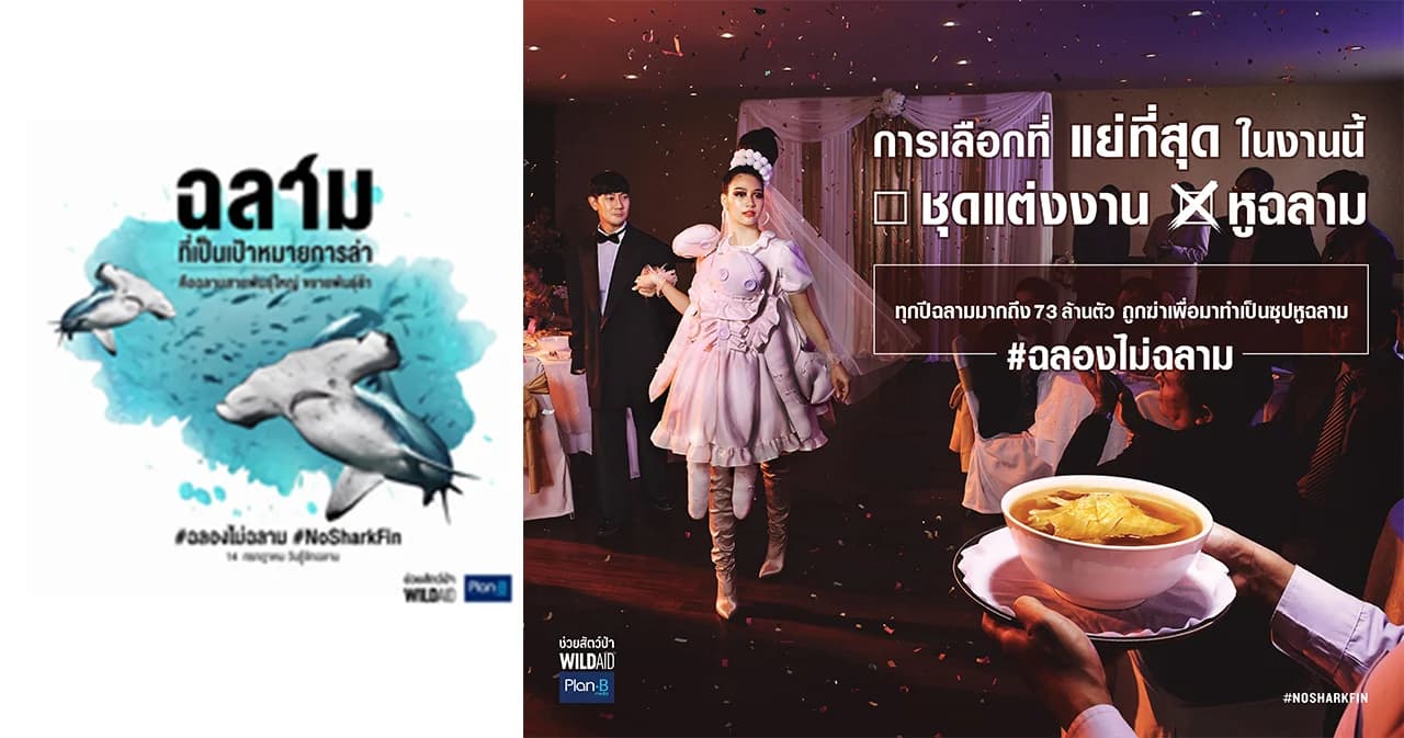 Wild Aid เปิดแคมเปญ “ฉลองไม่ฉลาม” กระตุ้นคนไทยลดทานหูฉลาม ในงานแต่งงาน